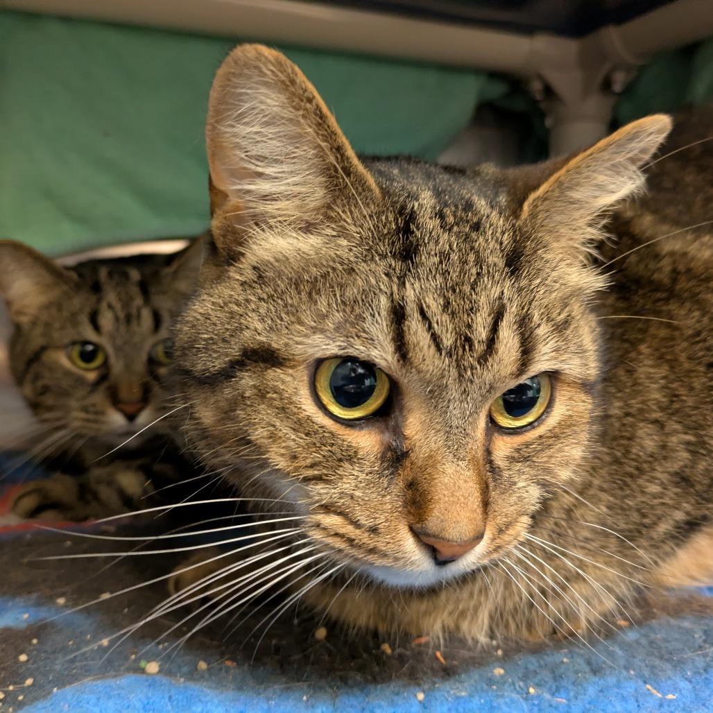 Chunkers - Available from Foster, a Adoptable mixed breed in South Burlington, VT image 3/6