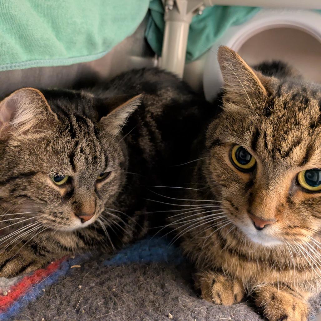 Chunkers - Available from Foster, a Adoptable mixed breed in South Burlington, VT image 4/6