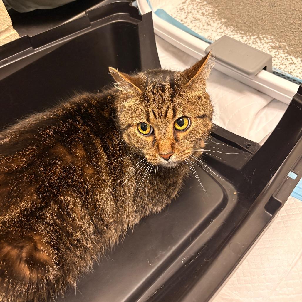 Chunkers - Available from Foster, a Adoptable mixed breed in South Burlington, VT image 6/6
