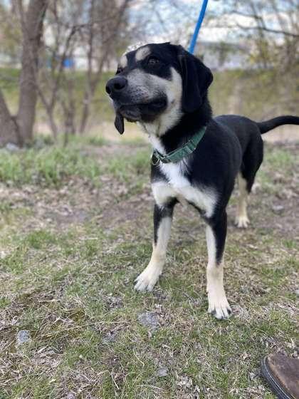 Rex, Adoptable, Puppy Male Treeing Walker Coonhound & Mixed Breed.