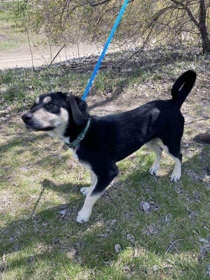 Enlarge Rex, a Adoptable mixed breed in Fergus Falls, MN image 2/3