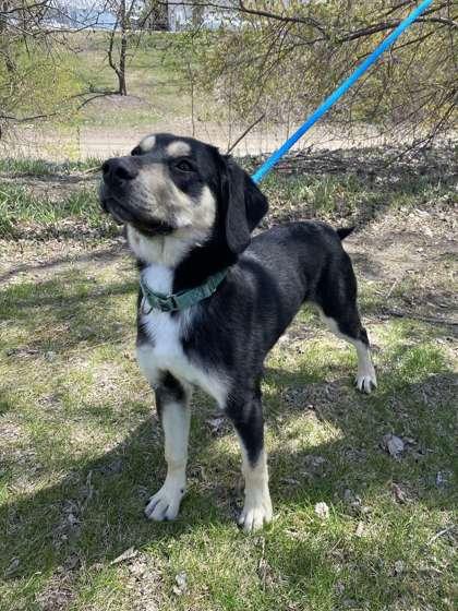 Enlarge Rex, a Adoptable mixed breed in Fergus Falls, MN image 3/3
