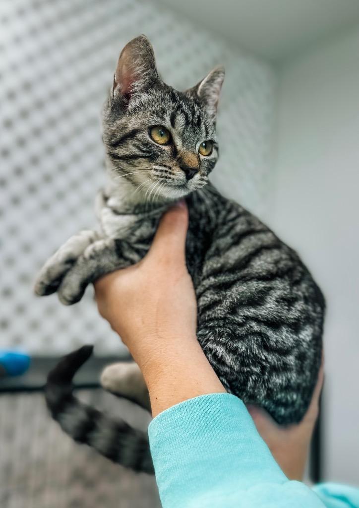 Enlarge X-Ray, a Adopted mixed breed in Auburn, IN image 1/1