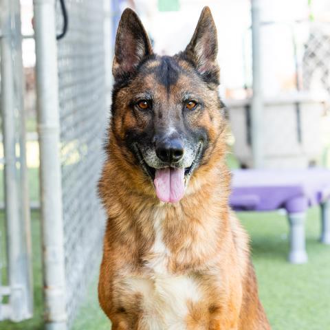 GUNTHER, Adoptable, Adult Male German Shepherd Dog.