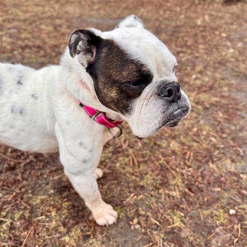 Enlarge Layla - STRAY, a ADOPTABLE Bulldog in Midland, MI image 4/5