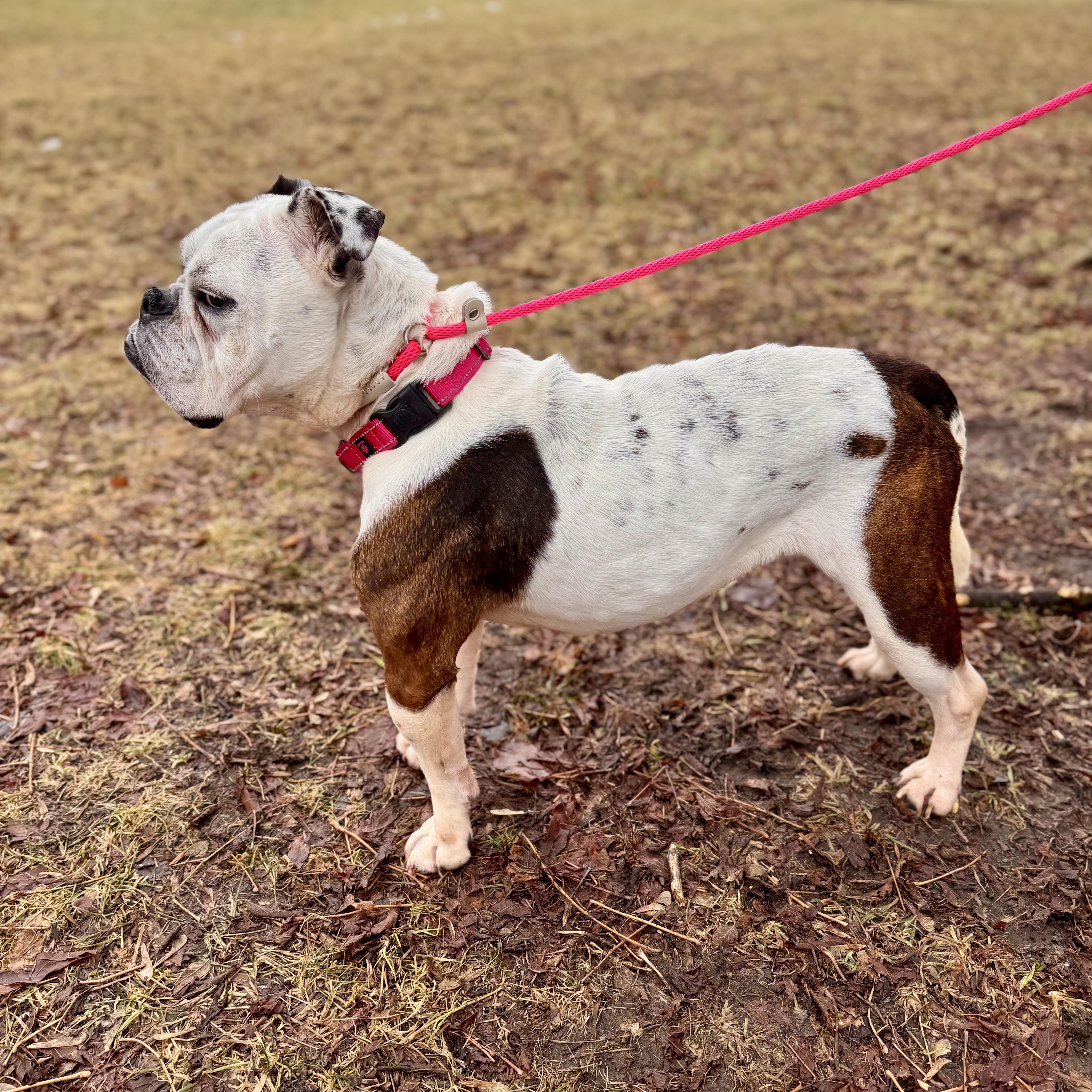 Enlarge Layla - STRAY, a ADOPTABLE Bulldog in Midland, MI image 5/5