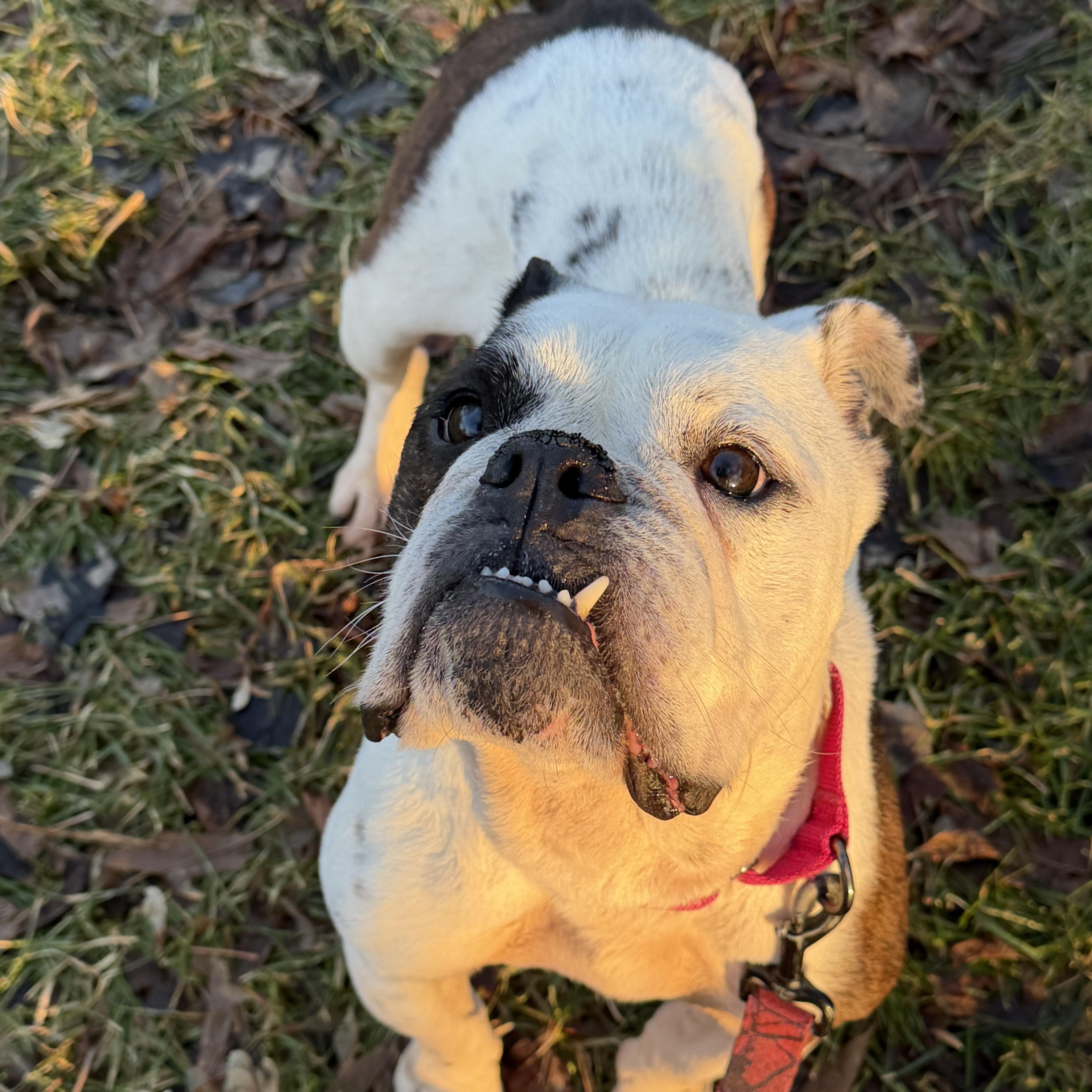 Layla - STRAY, ADOPTABLE, Senior Female Bulldog.