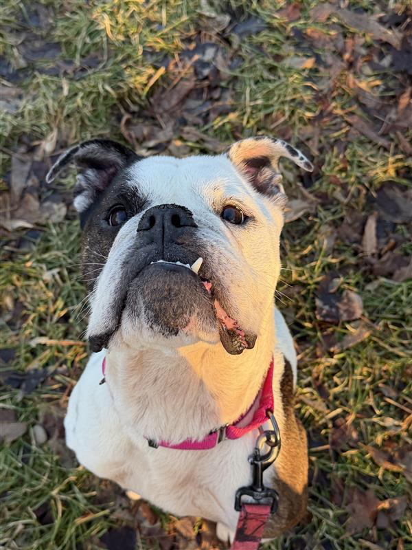 Enlarge Layla - STRAY, a ADOPTABLE Bulldog in Midland, MI image 2/5
