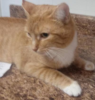 Abby, Adoptable, Adult Female Domestic Short Hair.