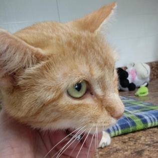 Abby, a Adoptable mixed breed in Bulverde, TX image 2/10