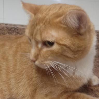 Abby, a Adoptable mixed breed in Bulverde, TX image 3/10