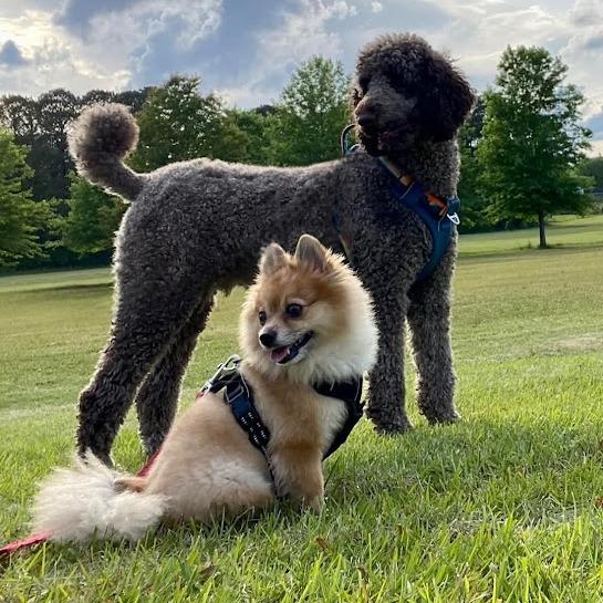 *Courtesy Listing - Cooper, Adoptable, Adult Male Pomeranian.