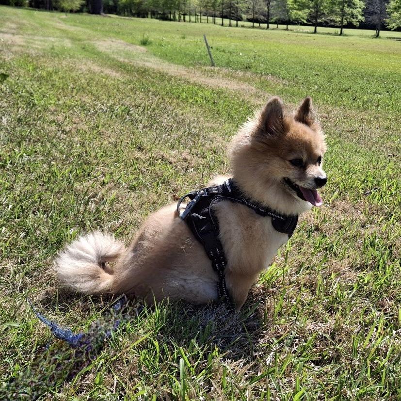 Enlarge *Courtesy Listing - Cooper, a Adoptable Pomeranian in Tuscaloosa, AL image 2/3