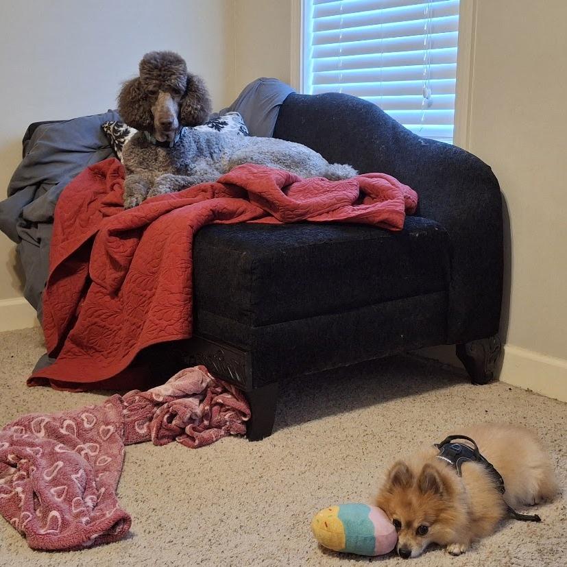 Enlarge *Courtesy Listing - Cooper, a Adoptable Pomeranian in Tuscaloosa, AL image 3/3