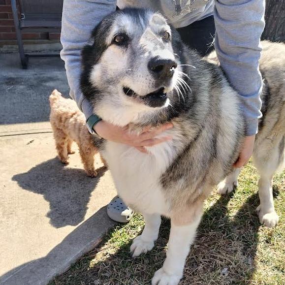 Jax, Adoptable, Senior Male Siberian Husky & Great Pyrenees.