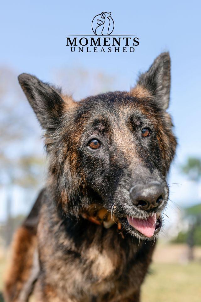 Enlarge Nova, a ADOPTABLE German Shepherd Dog in Myakka City, FL image 3/5