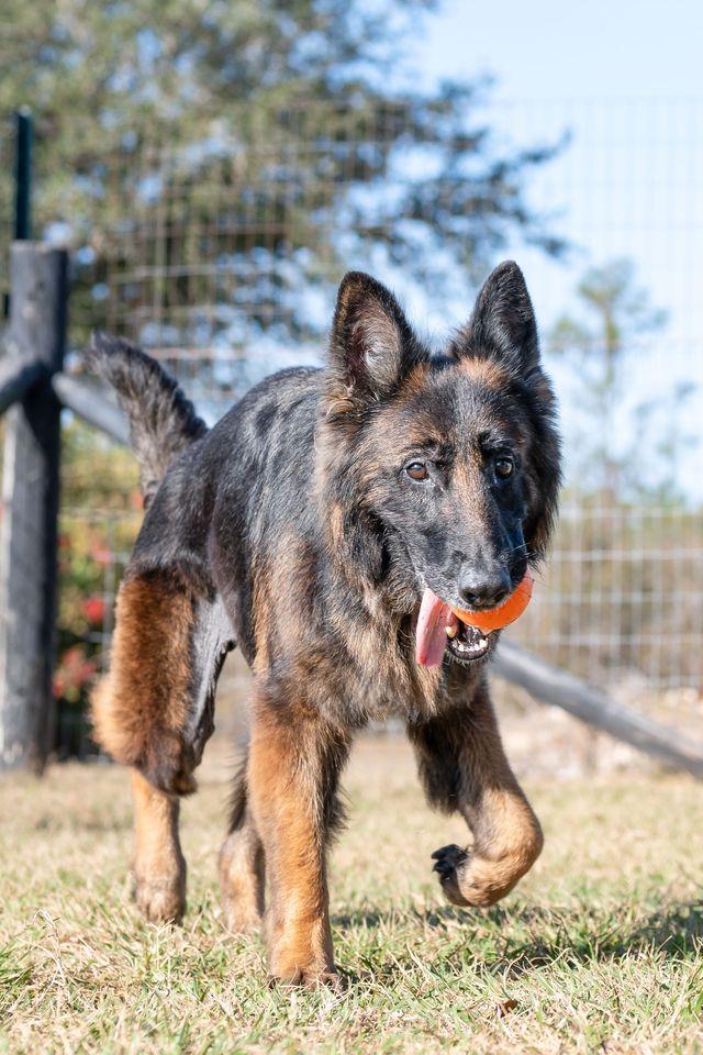 Enlarge Nova, a ADOPTABLE German Shepherd Dog in Myakka City, FL image 4/5