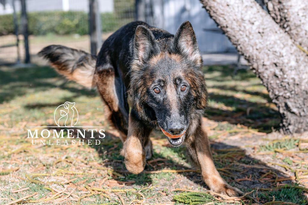 Enlarge Nova, a ADOPTABLE German Shepherd Dog in Myakka City, FL image 2/5