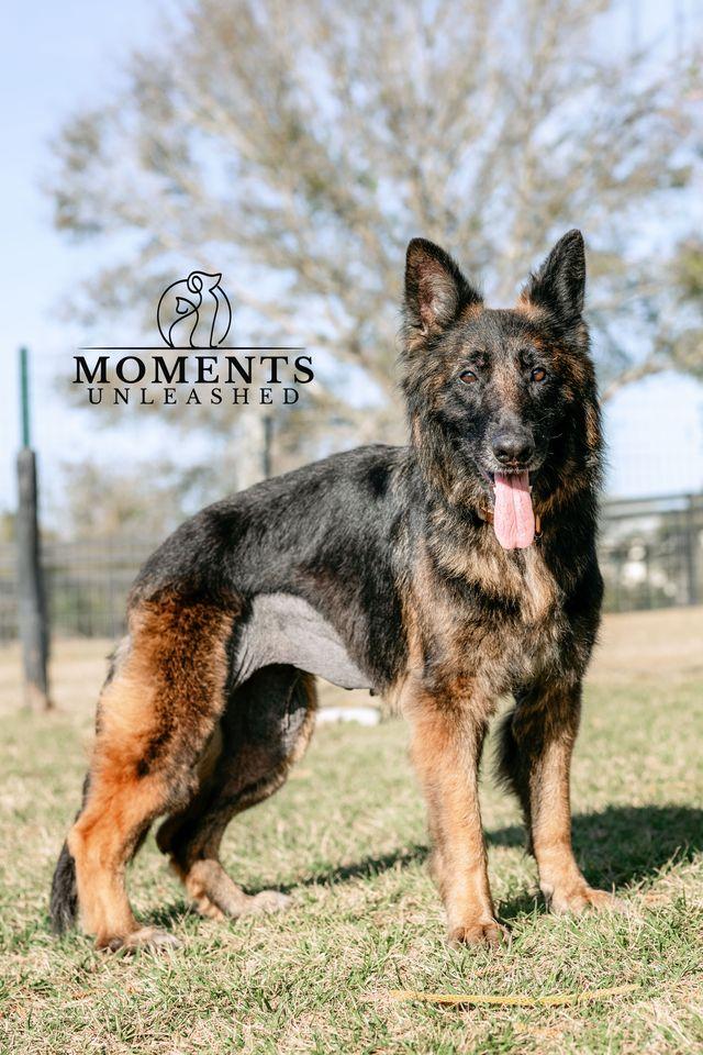 Enlarge Nova, a ADOPTABLE German Shepherd Dog in Myakka City, FL image 5/5