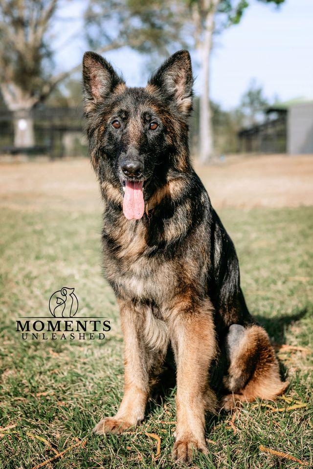 Enlarge Nova, a ADOPTABLE German Shepherd Dog in Myakka City, FL image 1/5