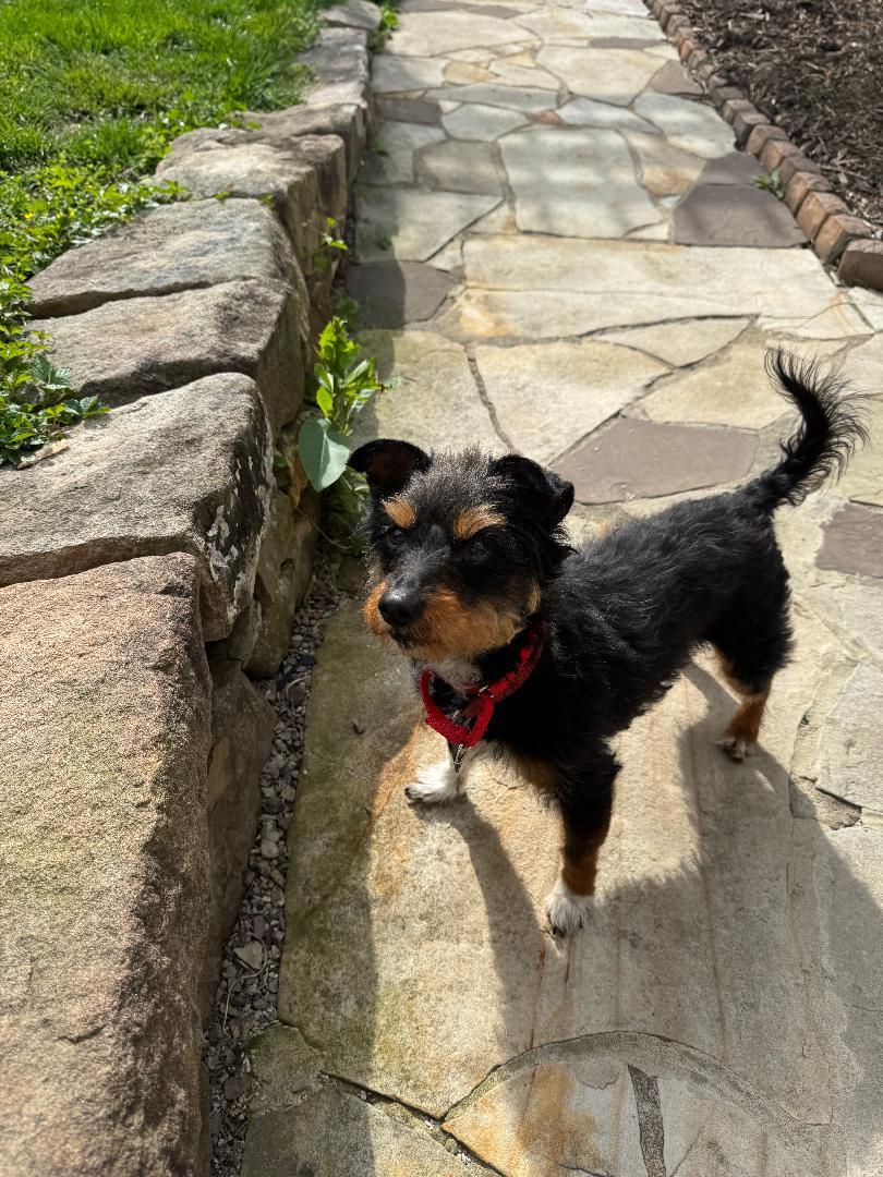 Jubi, Adopted, Adult Male Brussels Griffon & Spaniel.