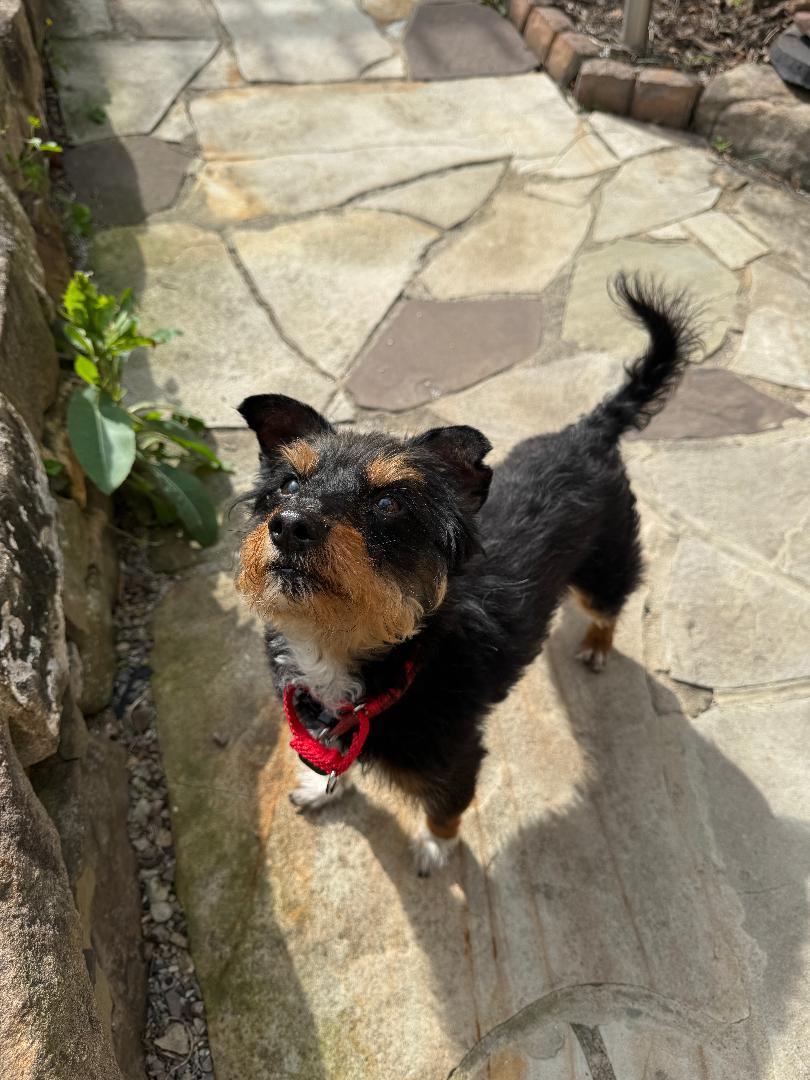 Enlarge Jubi, a Adopted mixed breed in Westminster, MD image 2/3