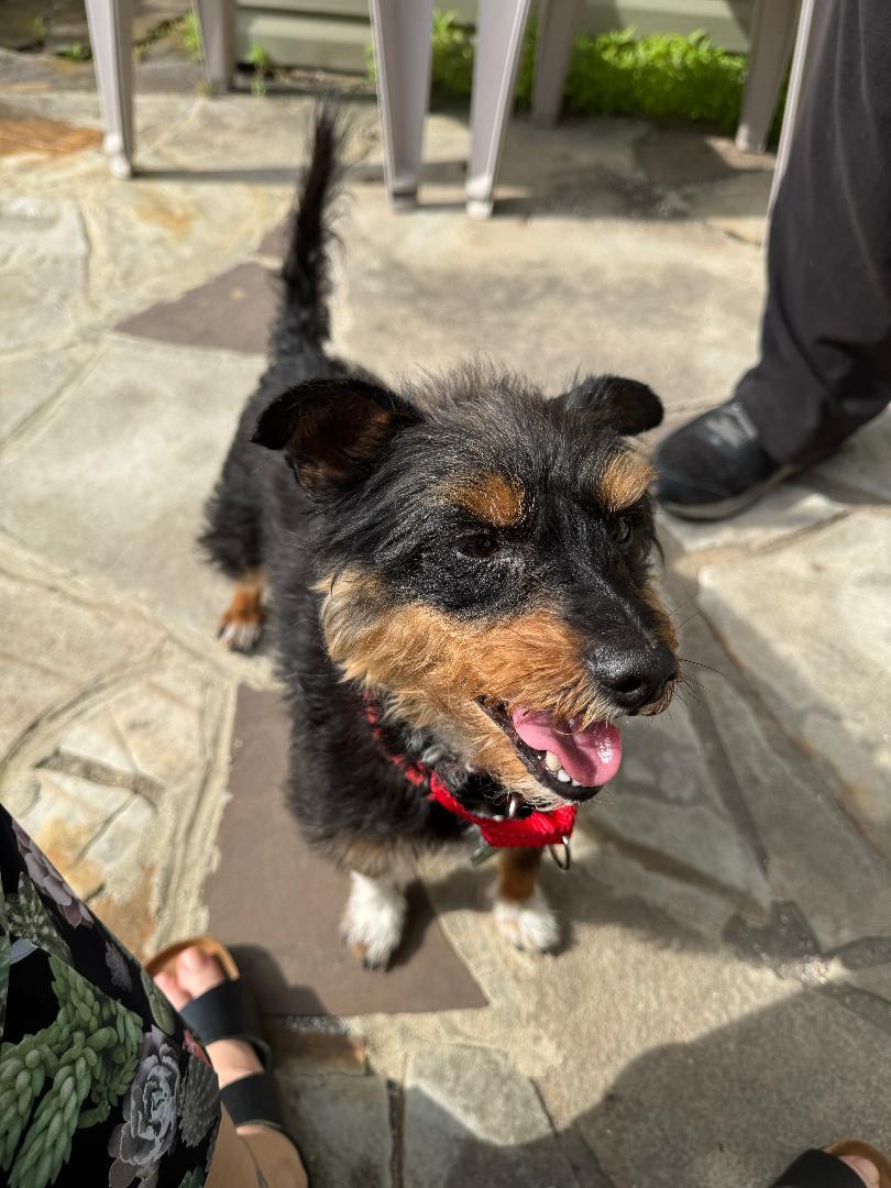 Enlarge Jubi, a Adopted mixed breed in Westminster, MD image 3/3
