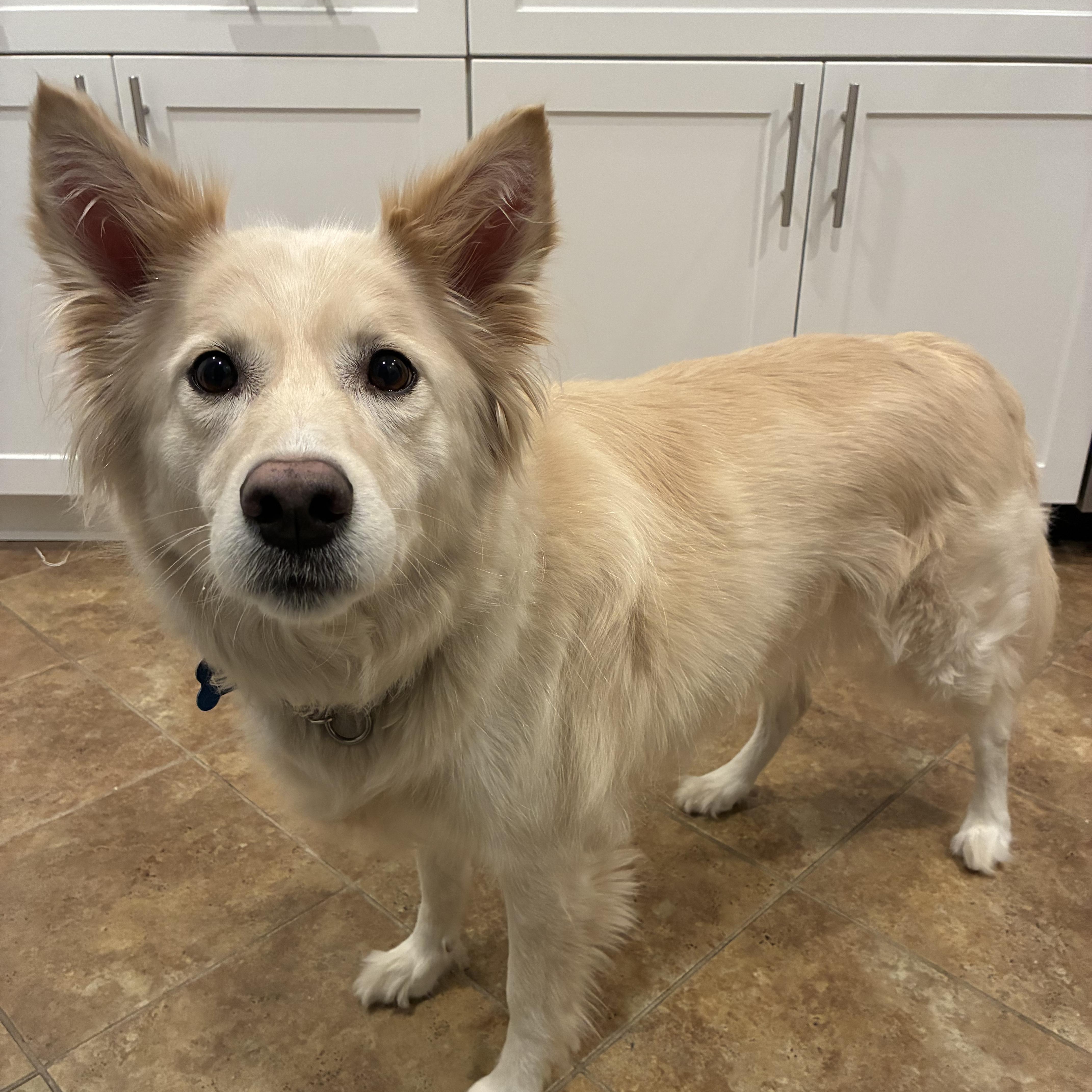 Luna, ADOPTABLE, Young Female Shepherd.