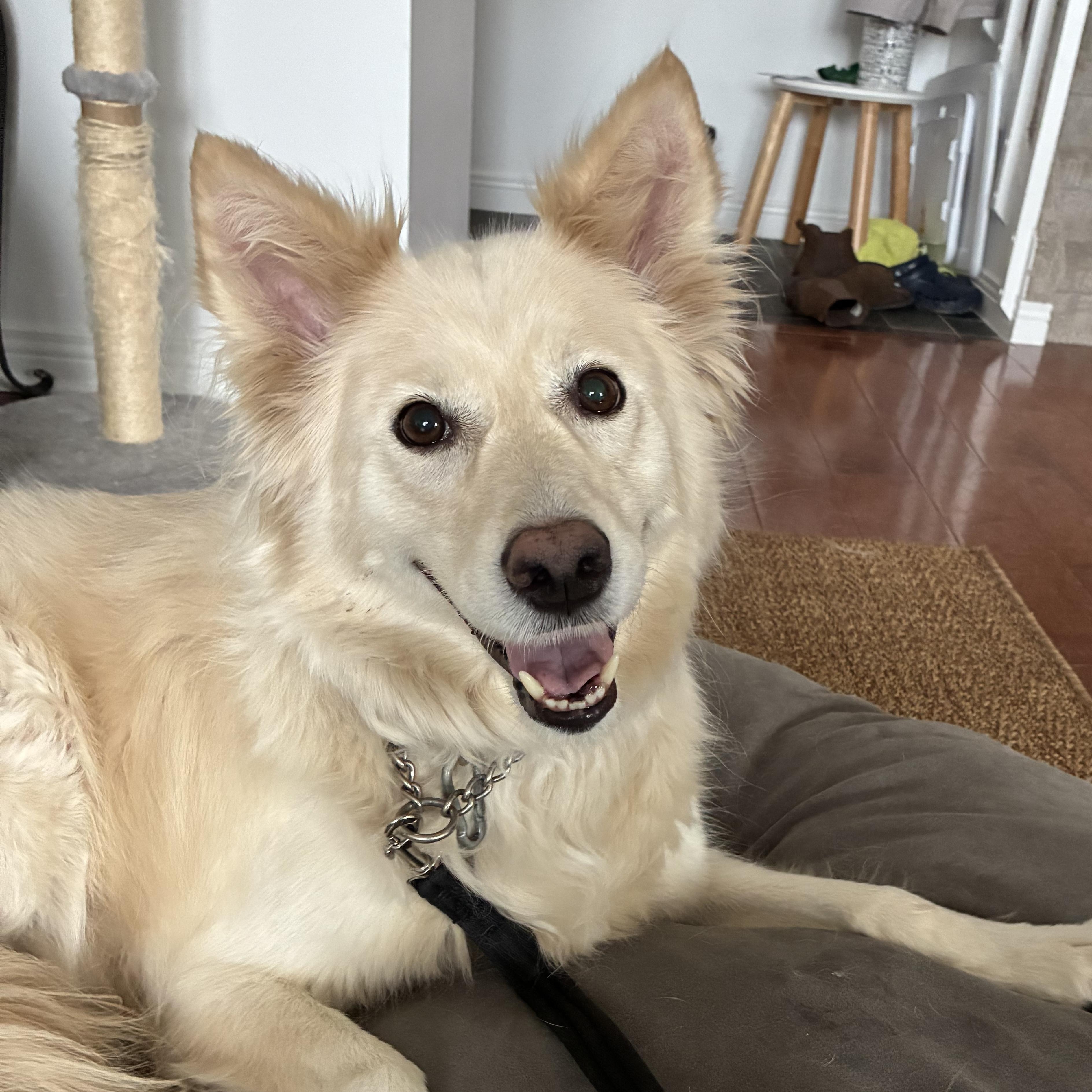 Luna, a ADOPTABLE mixed breed in Barrie, ON image 2/6