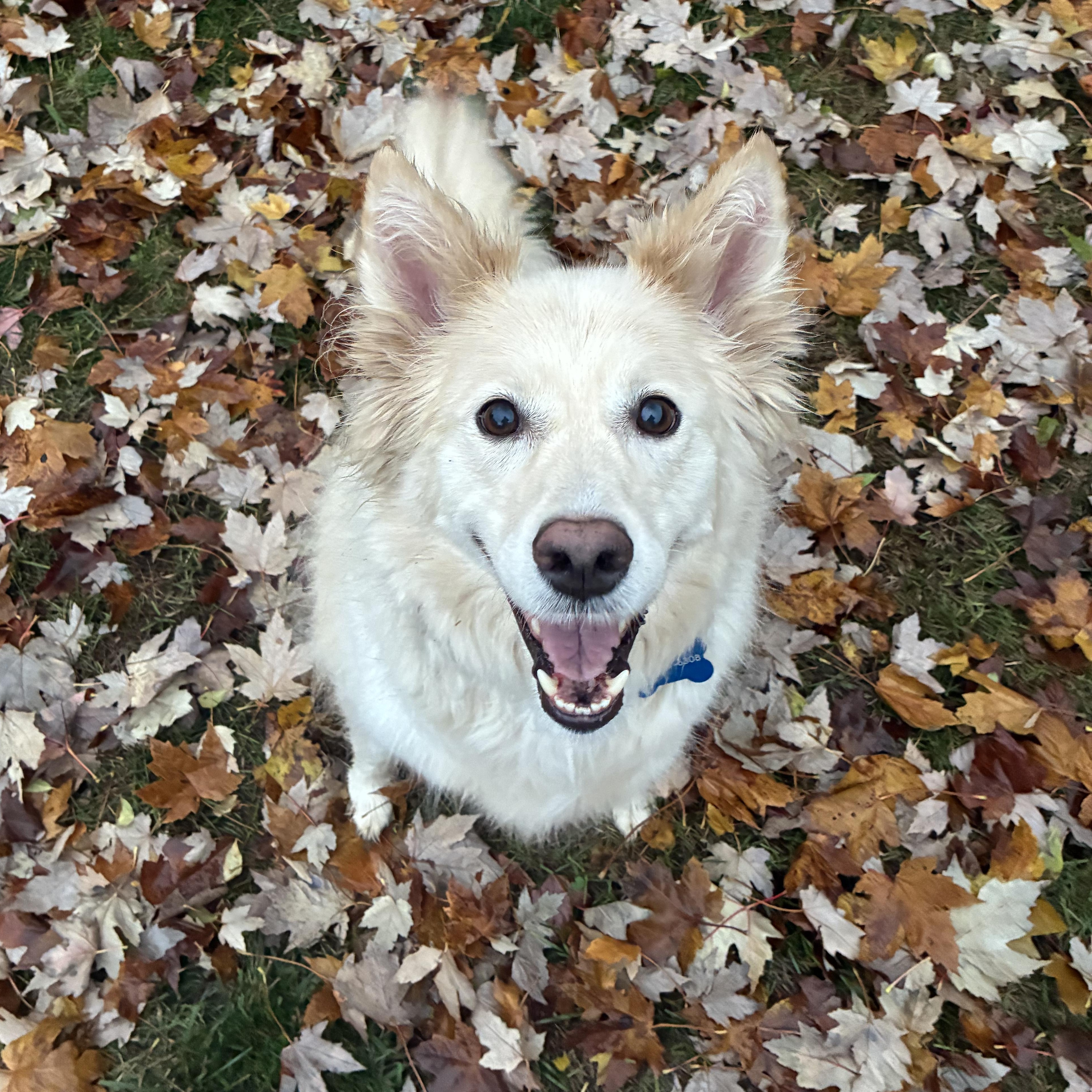 Luna, a ADOPTABLE mixed breed in Barrie, ON image 3/6