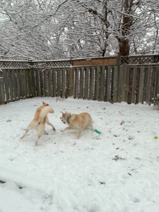 Enlarge Luna, a ADOPTABLE mixed breed in Barrie, ON video 4/6