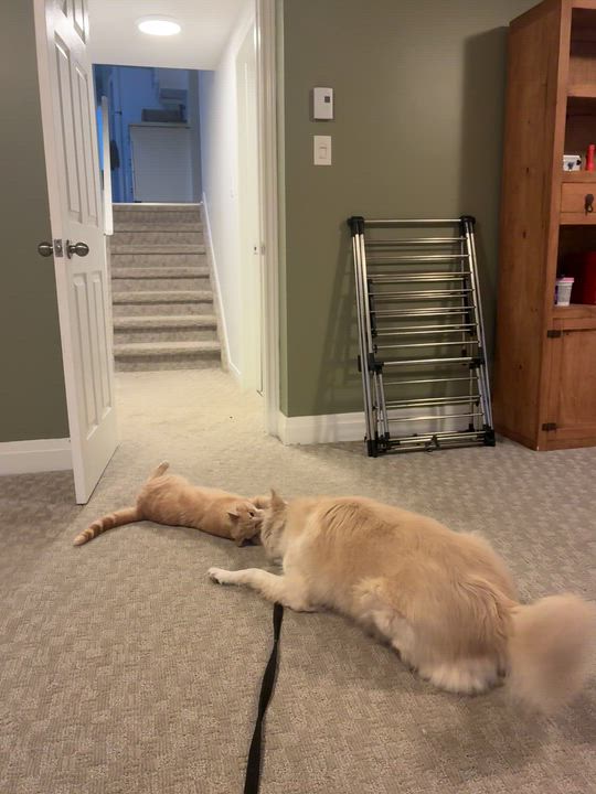 Enlarge Luna, a ADOPTABLE mixed breed in Barrie, ON video 5/6