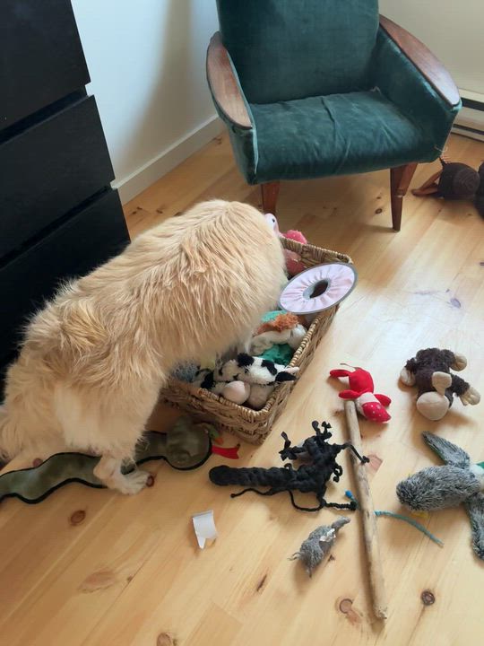 Enlarge Luna, a ADOPTABLE mixed breed in Barrie, ON video 6/6