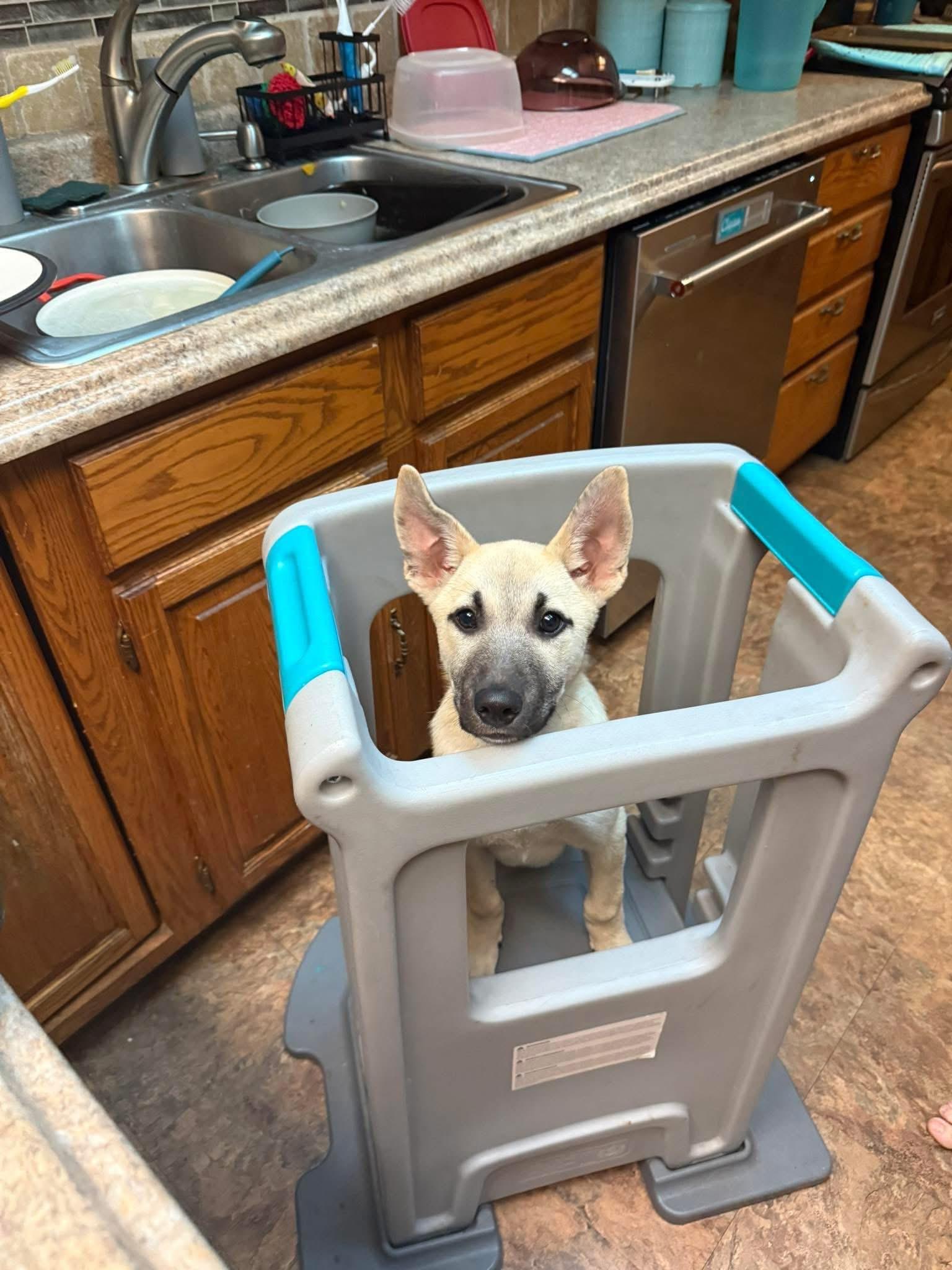 Enlarge GRETEL , a ADOPTABLE mixed breed in Elkhorn, WI image 3/5