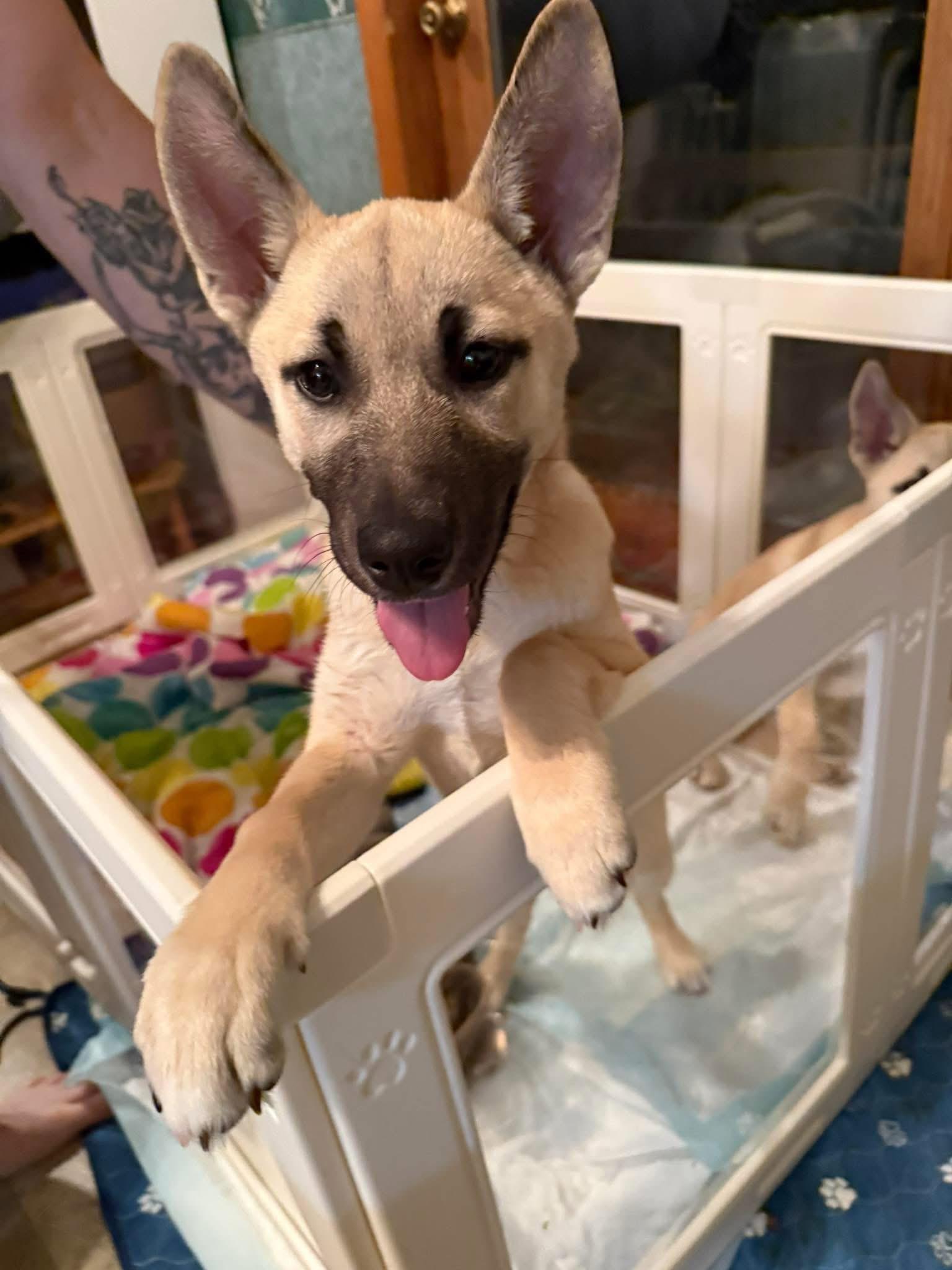 Enlarge GRETEL , a ADOPTABLE mixed breed in Elkhorn, WI image 5/5