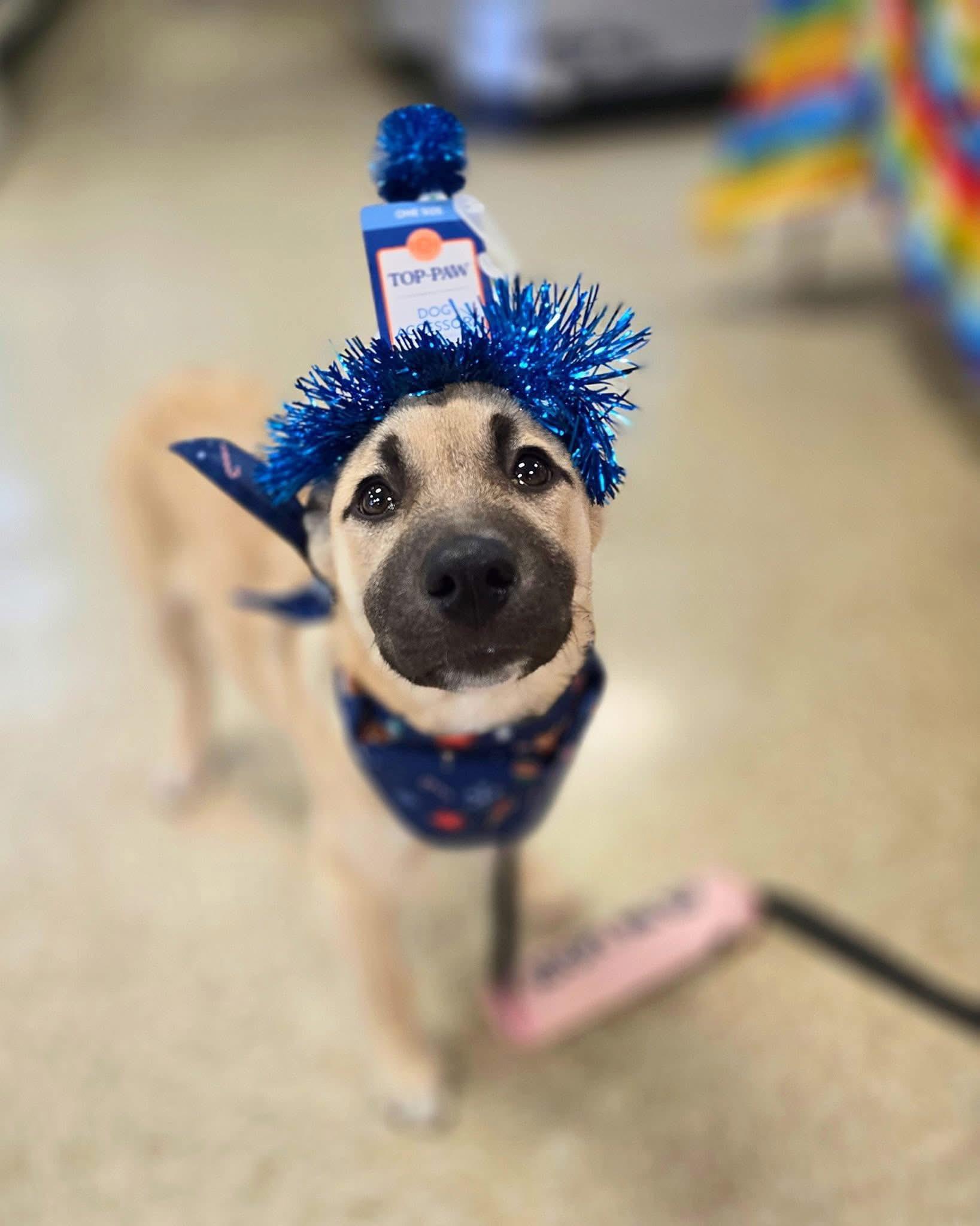 Enlarge GRETEL , a ADOPTABLE mixed breed in Elkhorn, WI image 2/5