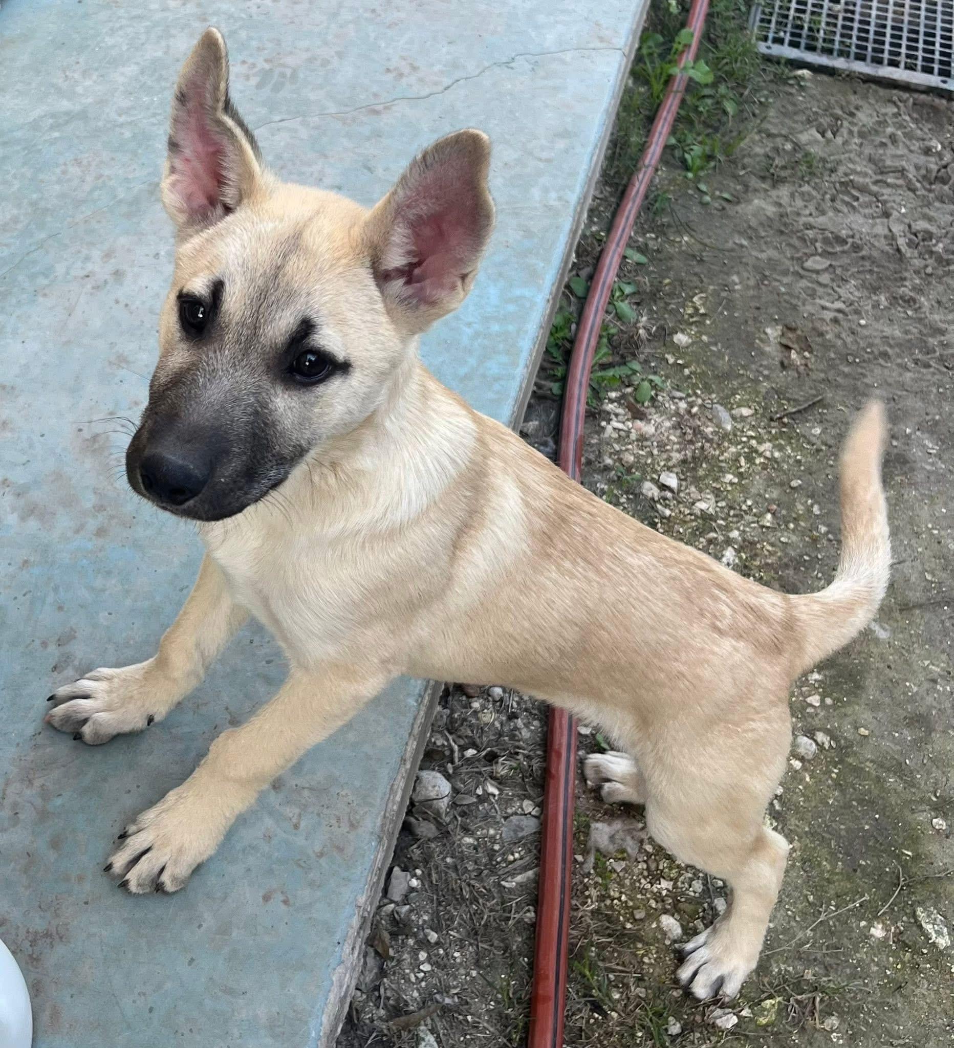 Enlarge GRETEL , a ADOPTABLE mixed breed in Elkhorn, WI image 4/5