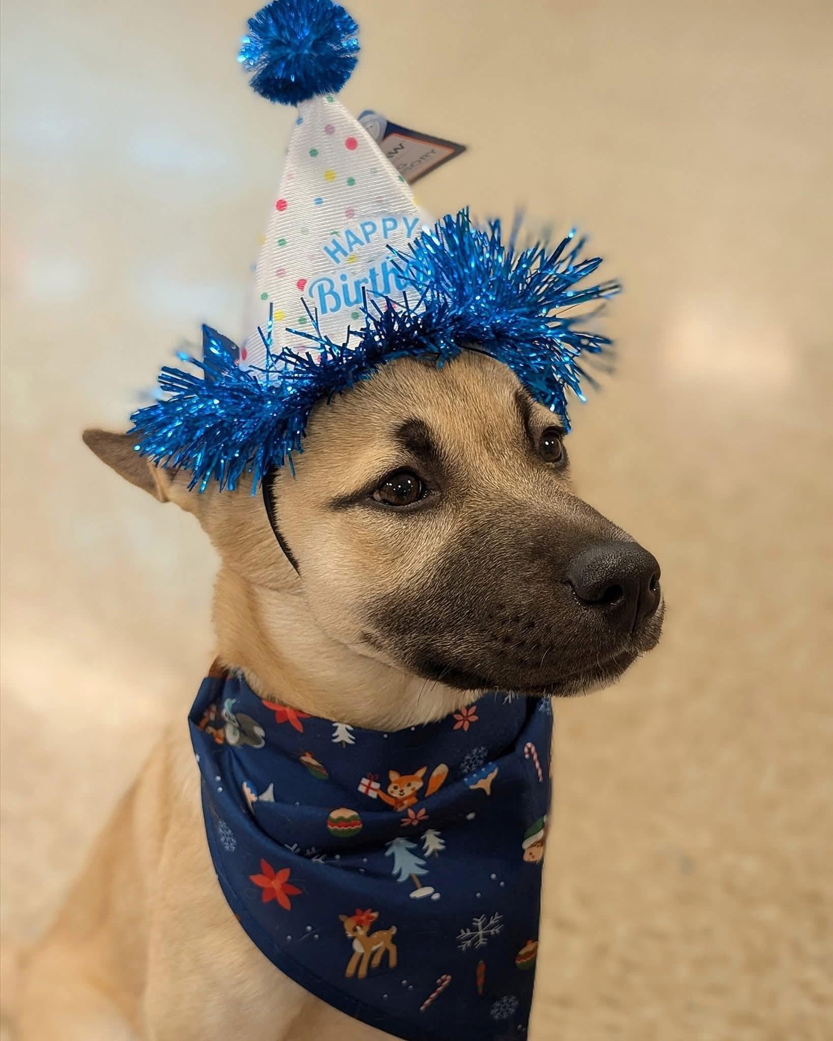 GRETEL , ADOPTABLE, Puppy Female Belgian Shepherd / Malinois.