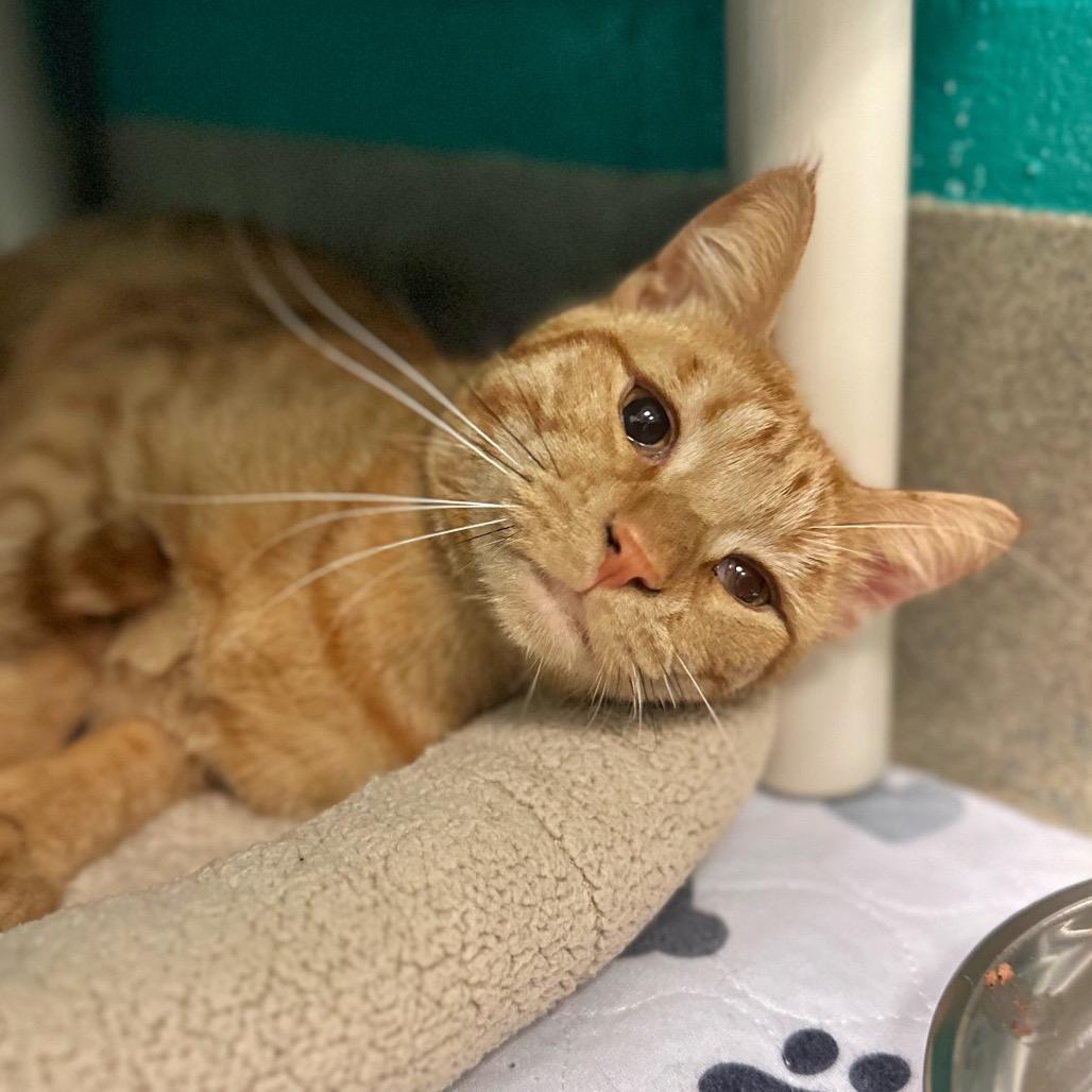 Orangie Jr., Adoptable, Young Male Domestic Short Hair.