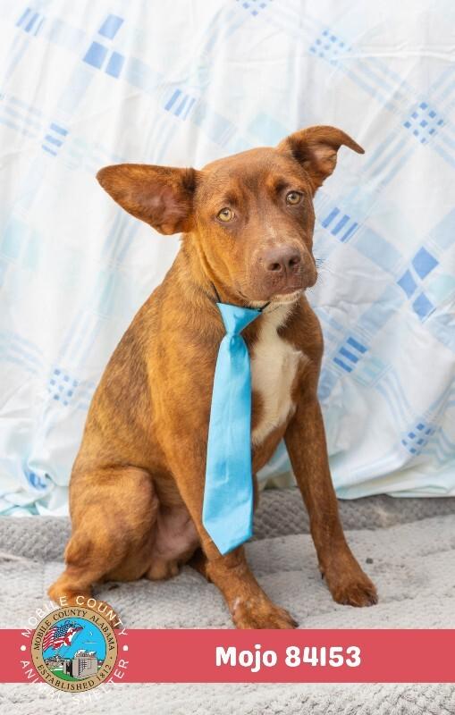 Mojo, Adoptable, Adult Male Coonhound.