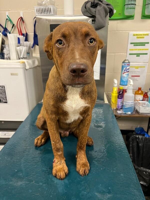 Enlarge Mojo, a Adoptable Coonhound in Mobile, AL image 2/4