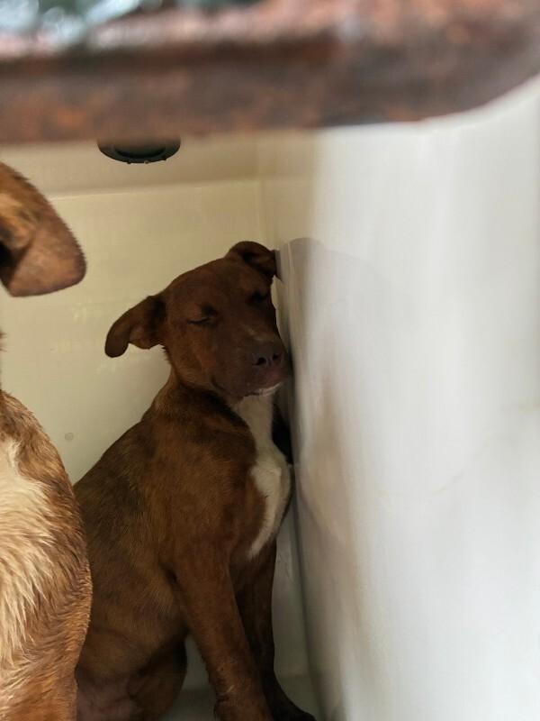 Enlarge Mojo, a Adoptable Coonhound in Mobile, AL image 3/4