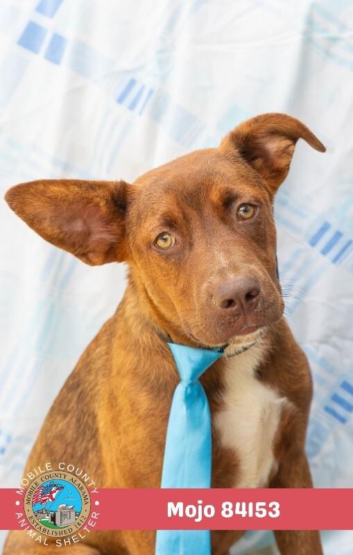 Enlarge Mojo, a Adoptable Coonhound in Mobile, AL image 4/4