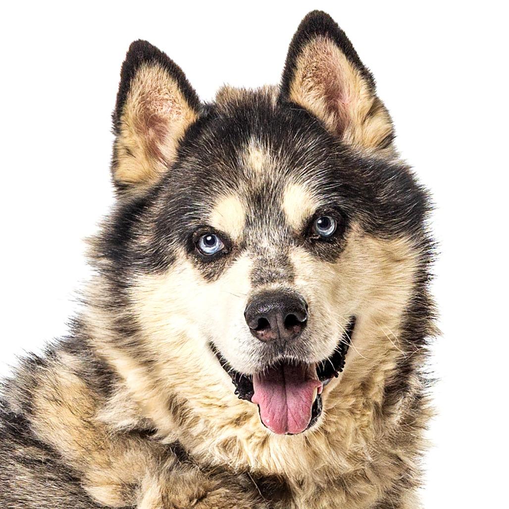 Floyd, a Adoptable Alaskan Malamute in Reno, NV image 1/4