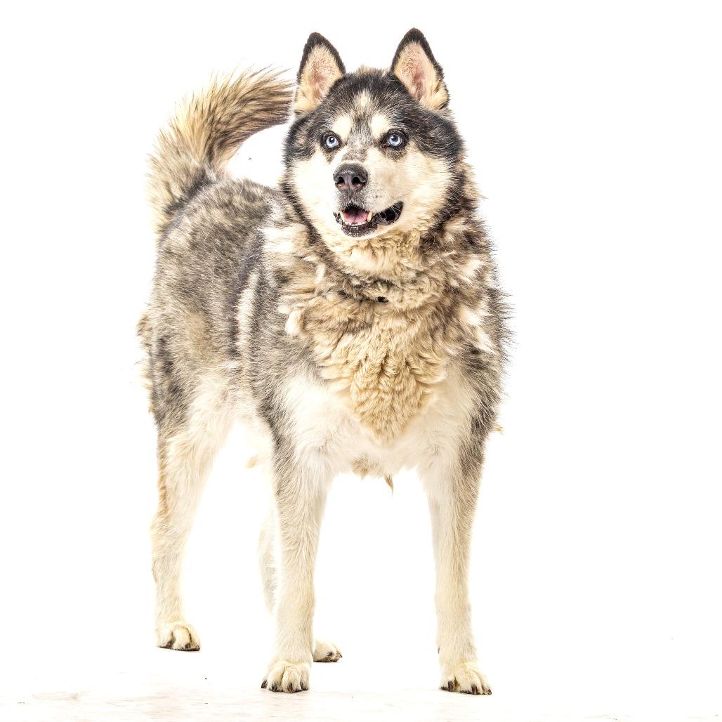Floyd, a Adoptable Alaskan Malamute in Reno, NV image 1/5