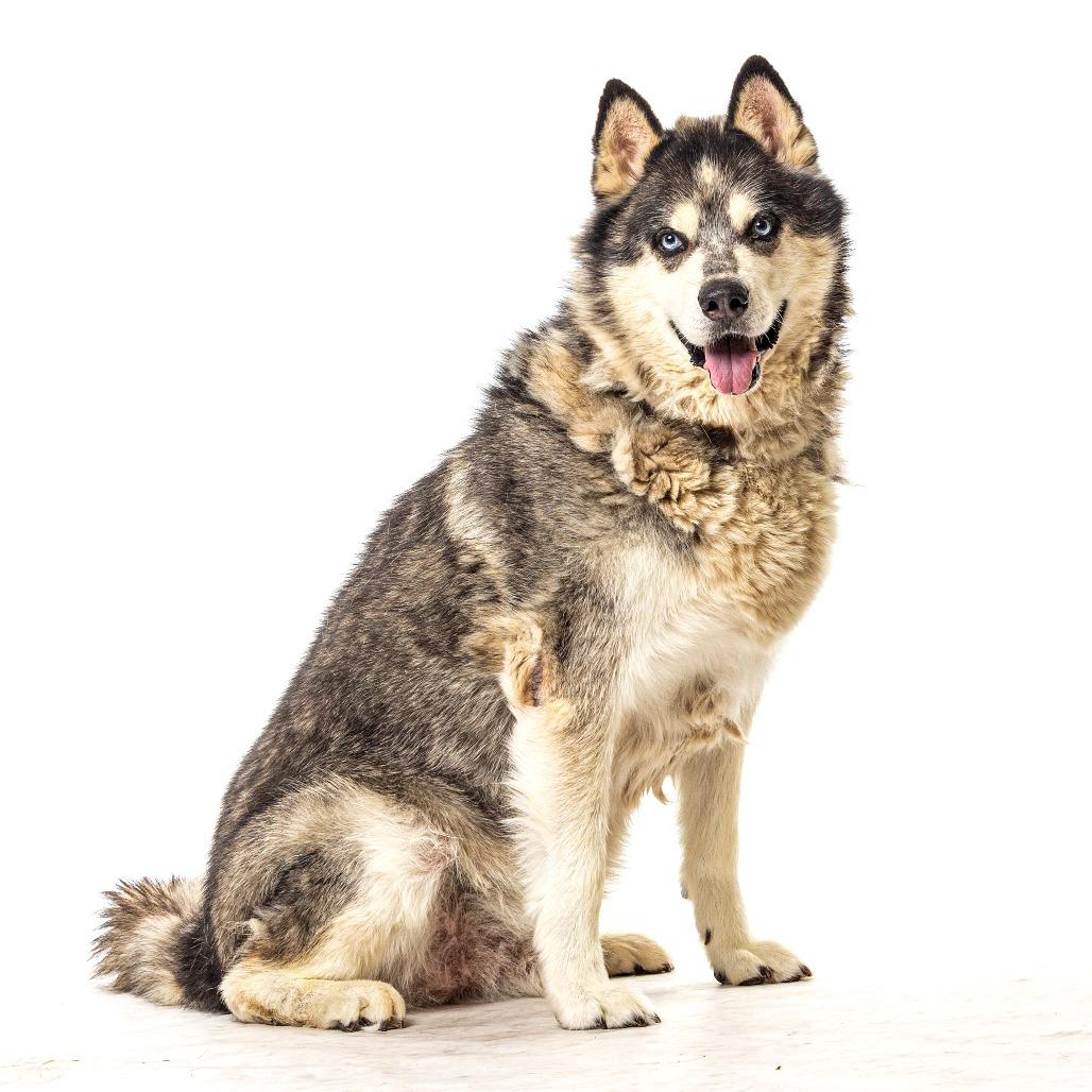 Floyd, a Adoptable Alaskan Malamute in Reno, NV image 2/5