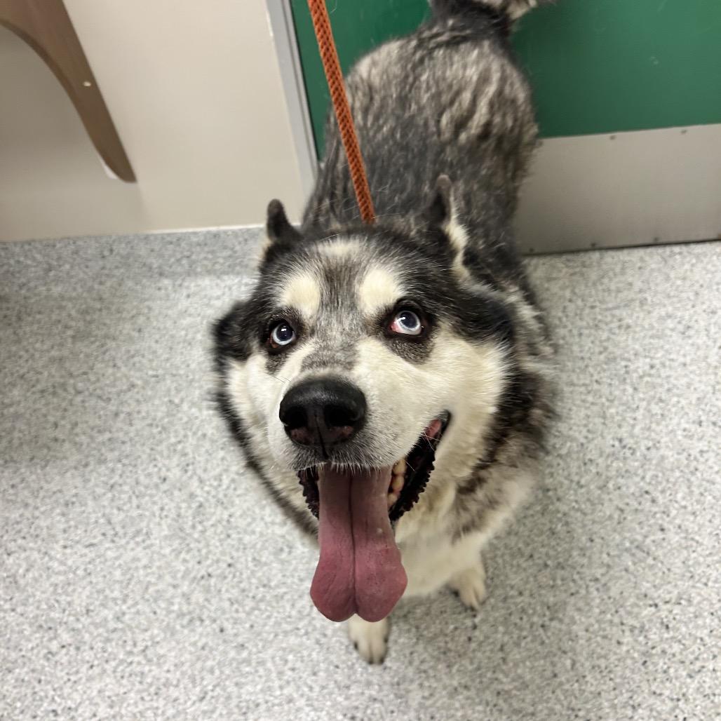 Floyd, a Adoptable Alaskan Malamute in Reno, NV image 3/5