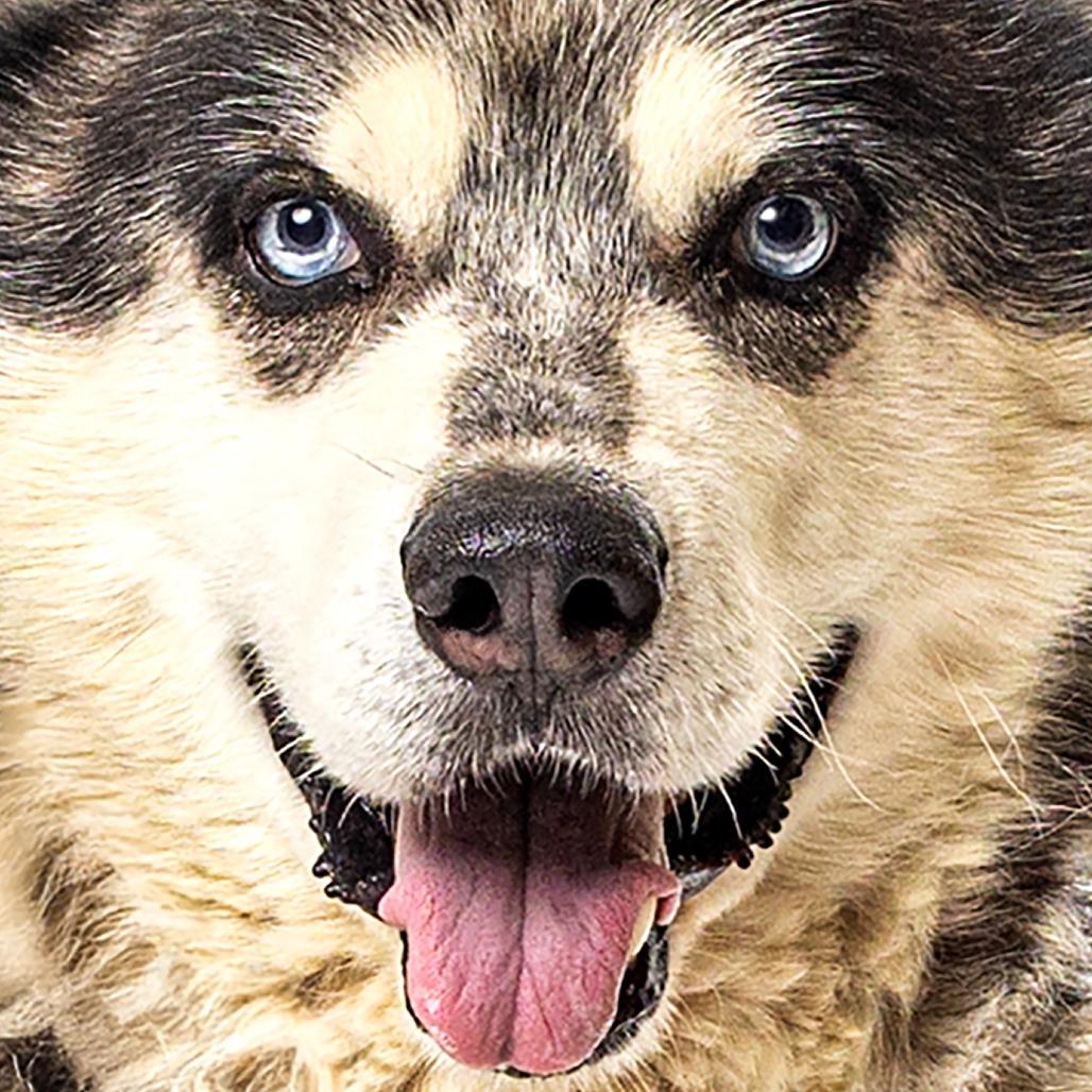 Floyd, a Adoptable Alaskan Malamute in Reno, NV image 4/5