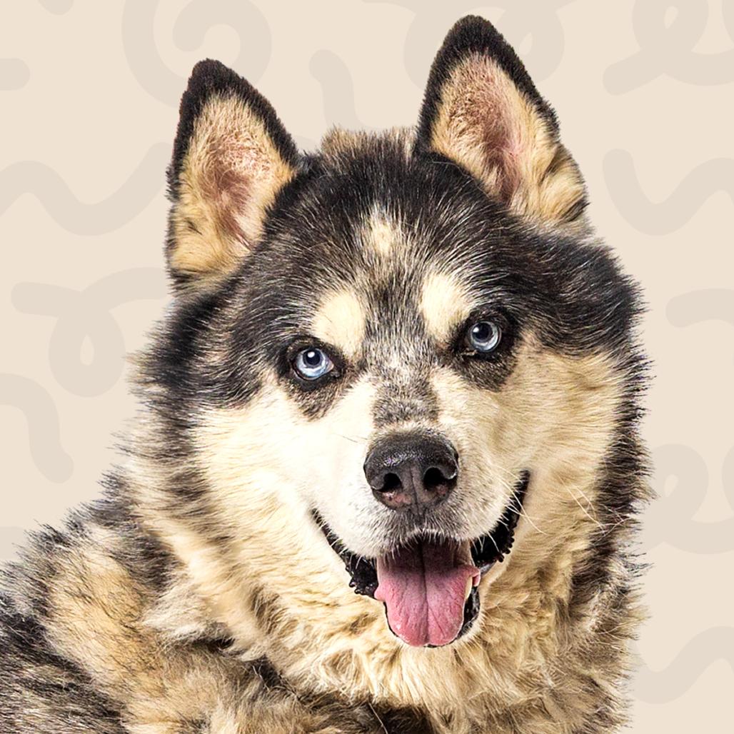 Floyd, a Adoptable Alaskan Malamute in Reno, NV image 5/5