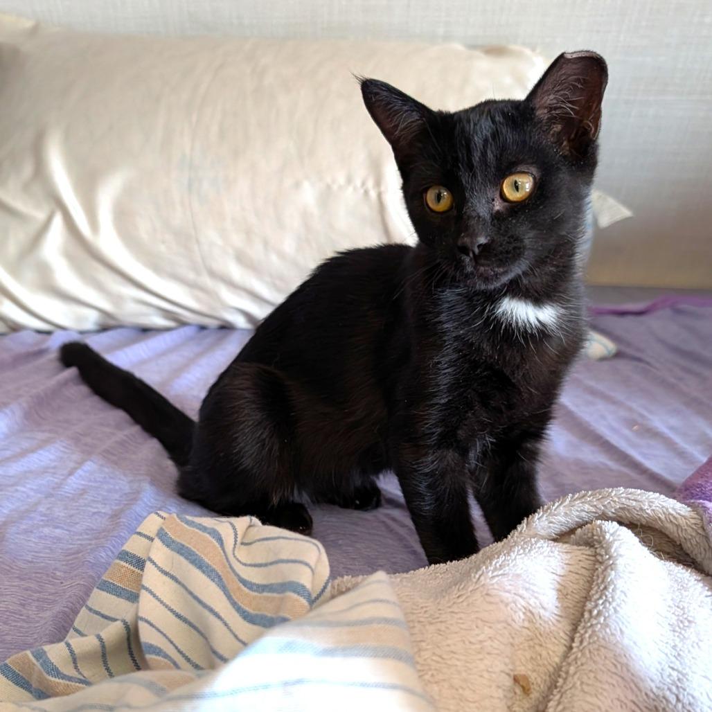 Enlarge Hops, a Adopted Domestic Short Hair in Washoe Valley, NV image 1/3